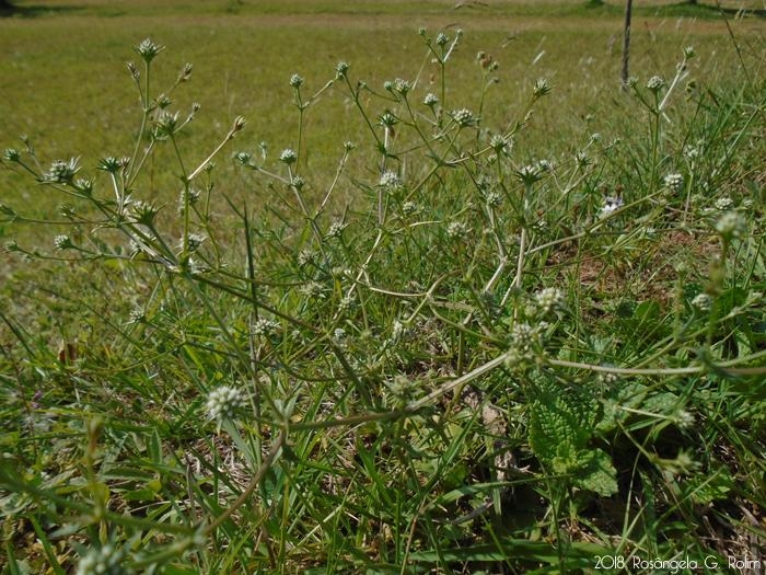 Eryngium nudicaule