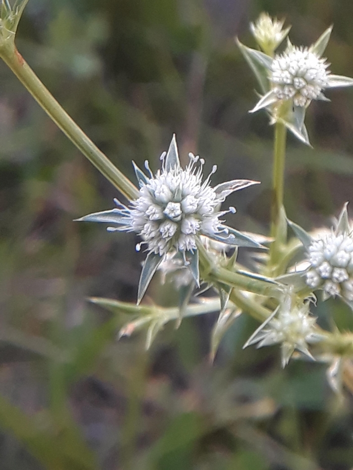 Eryngium nudicaule