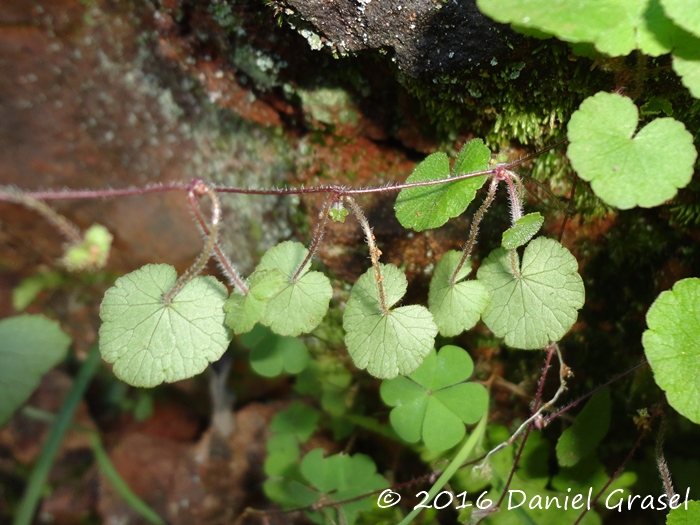 Hydrocotyle exigua