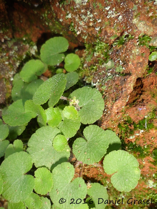 Hydrocotyle exigua