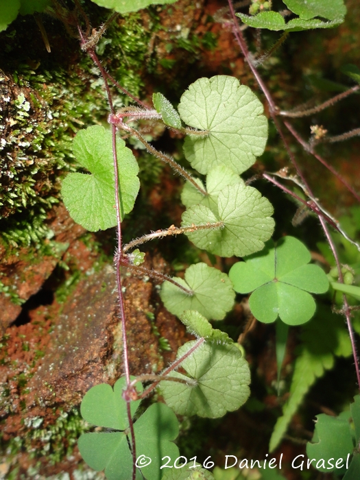 Hydrocotyle exigua