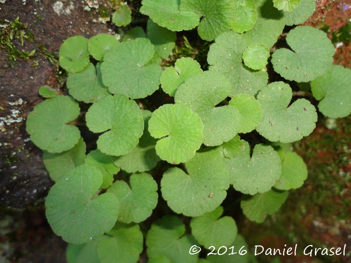 Hydrocotyle exigua