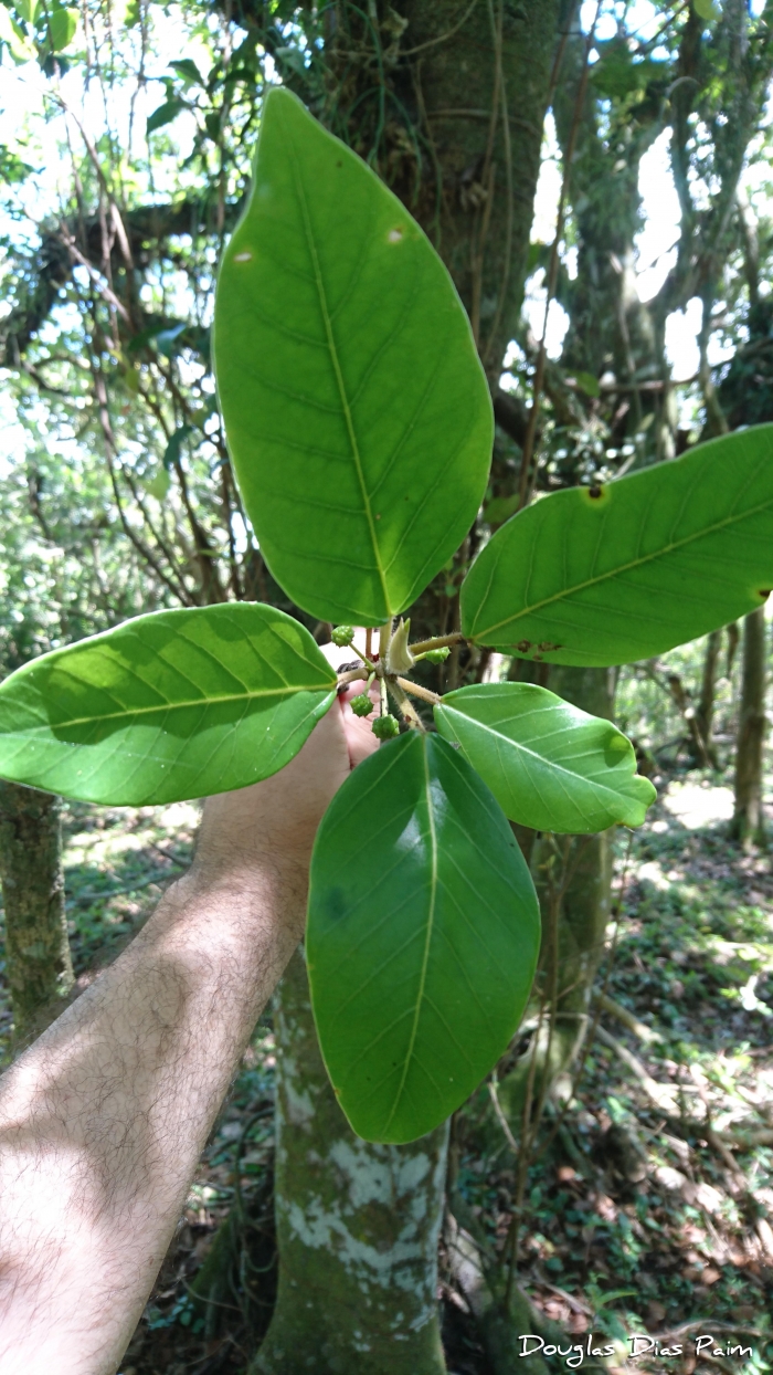 Coussapoa microcarpa