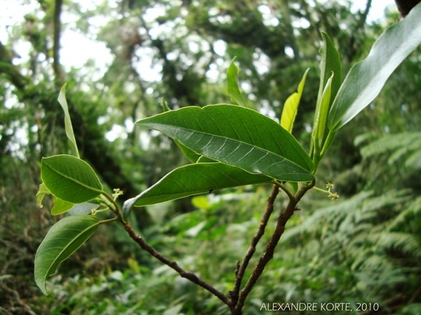 Coussapoa microcarpa