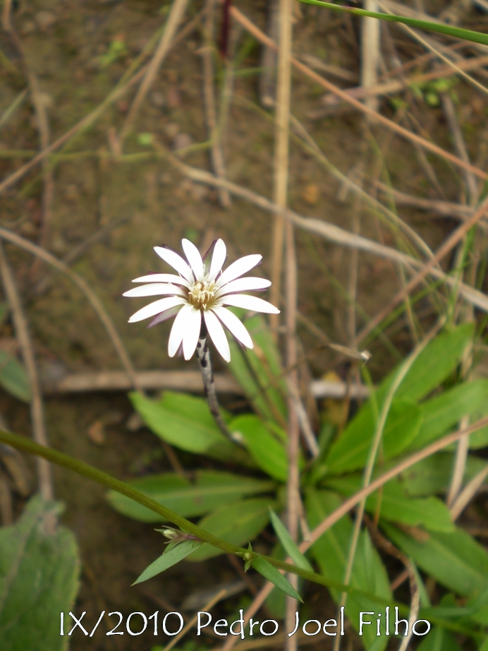 Chaptalia runcinata