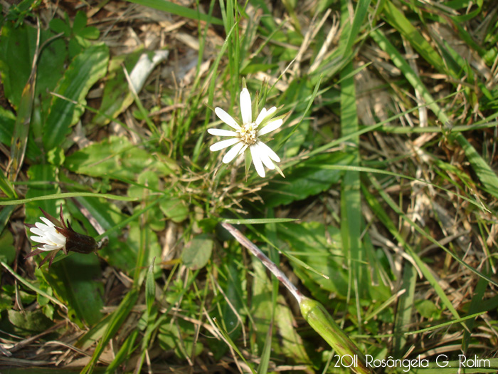 Chaptalia runcinata