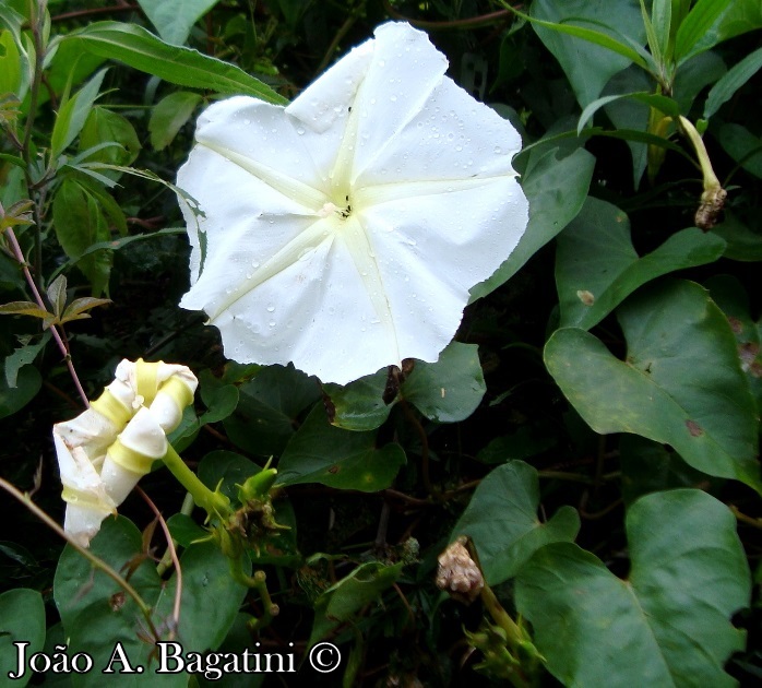 Ipomoea alba