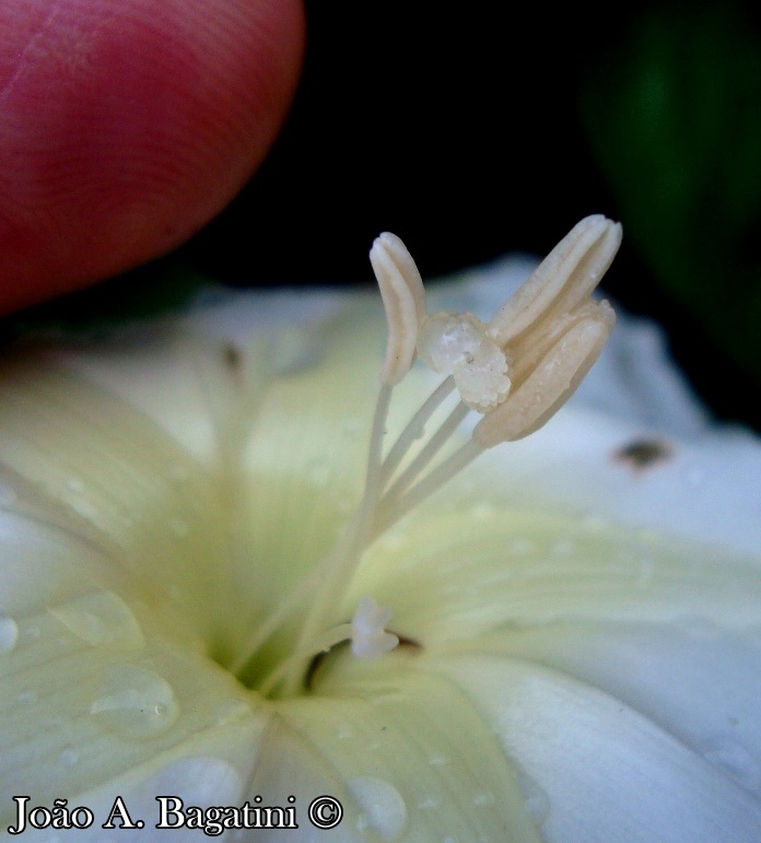 Ipomoea alba