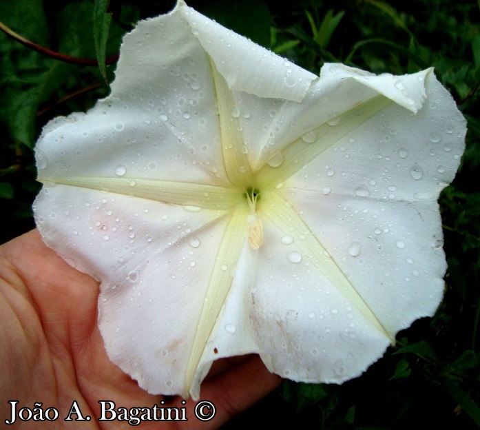 Ipomoea alba