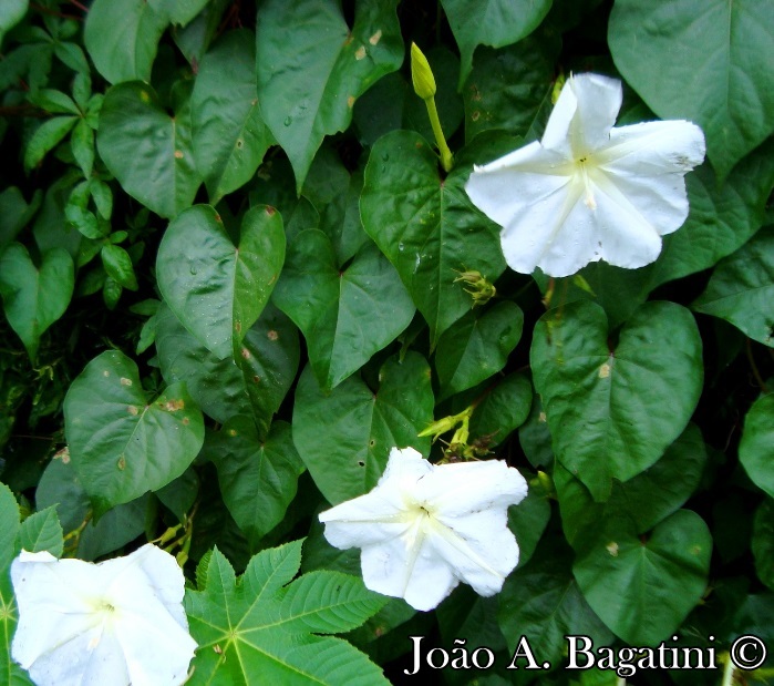 Ipomoea alba