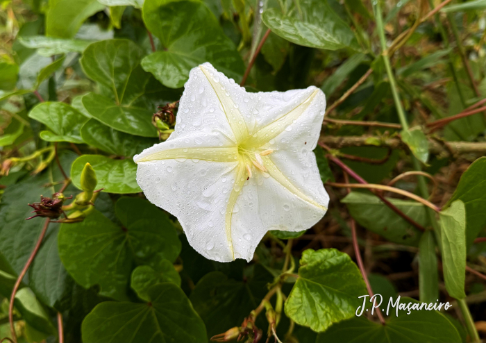 Ipomoea alba