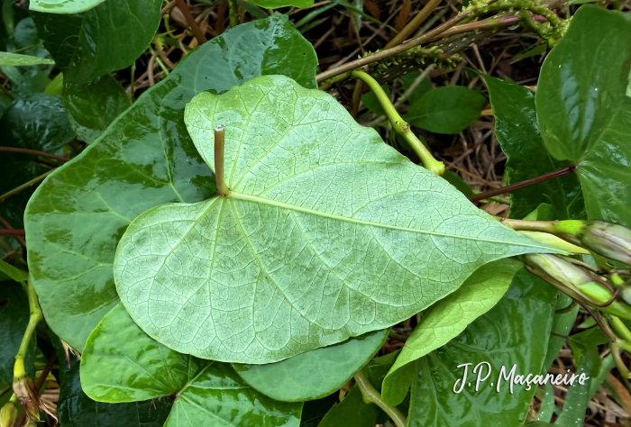 Ipomoea alba