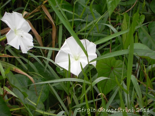 Ipomoea alba