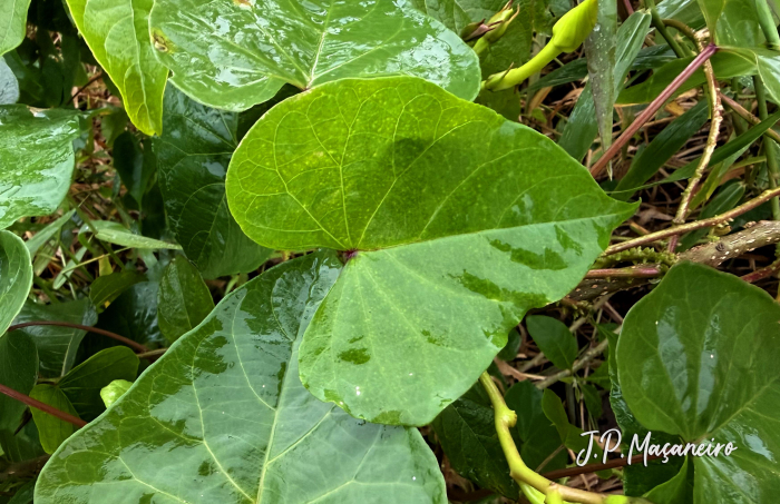 Ipomoea alba