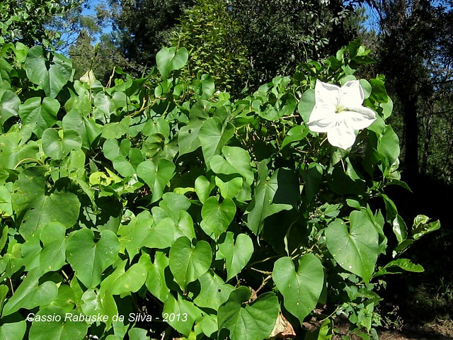 Ipomoea alba