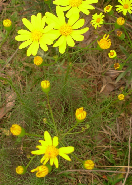 Senecio leptolobus