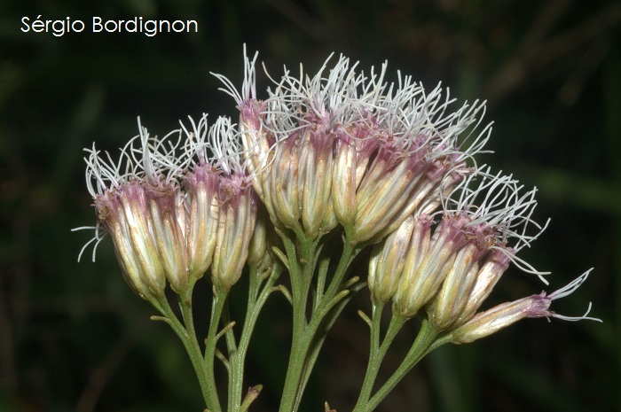 Symphyopappus casarettoi