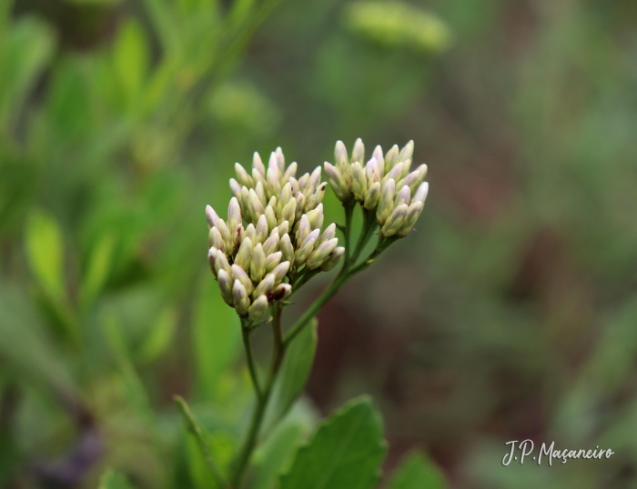 Symphyopappus casarettoi