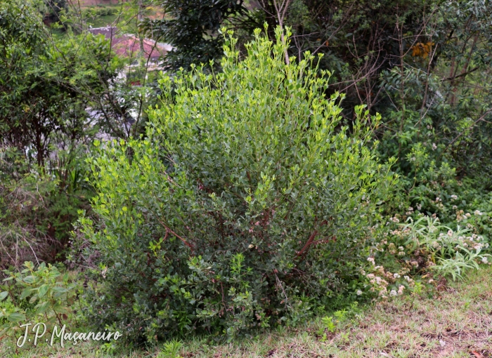 Symphyopappus casarettoi