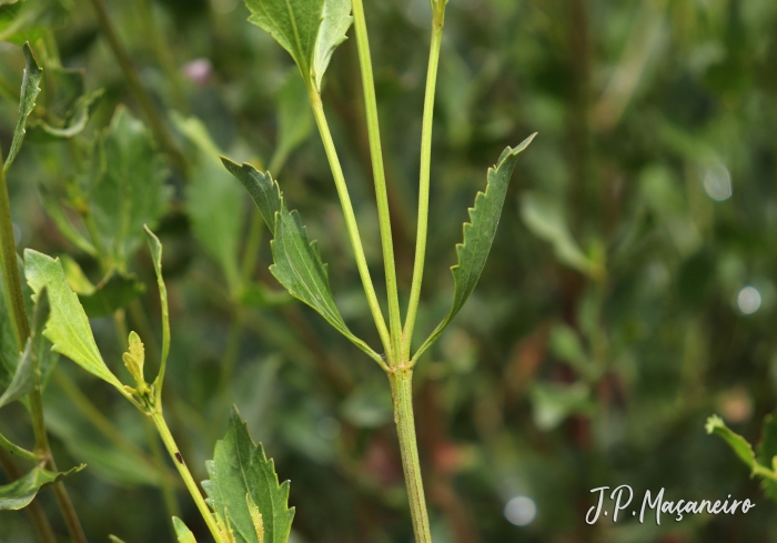 Symphyopappus casarettoi