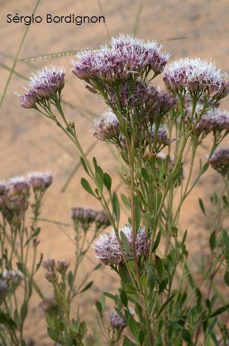 Symphyopappus casarettoi