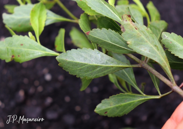 Symphyopappus casarettoi