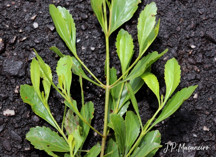 Symphyopappus casarettoi