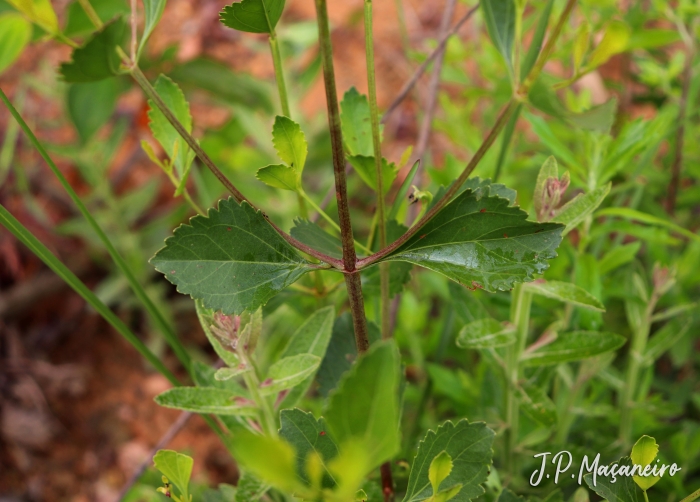 Symphyopappus casarettoi