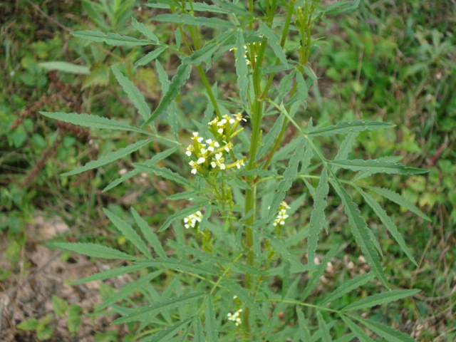 Tagetes minuta