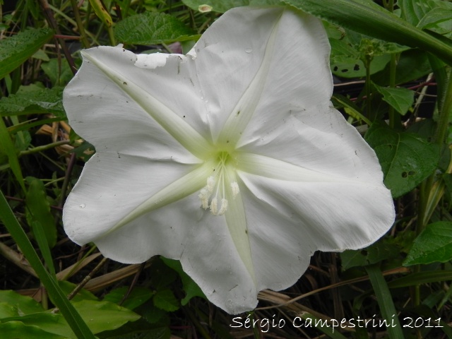 Ipomoea alba