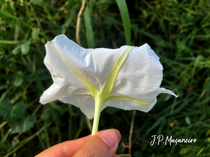 Ipomoea alba