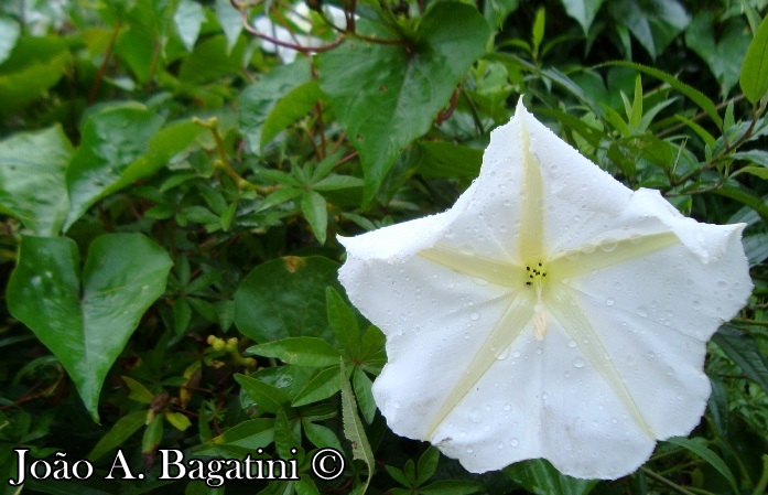 Ipomoea alba