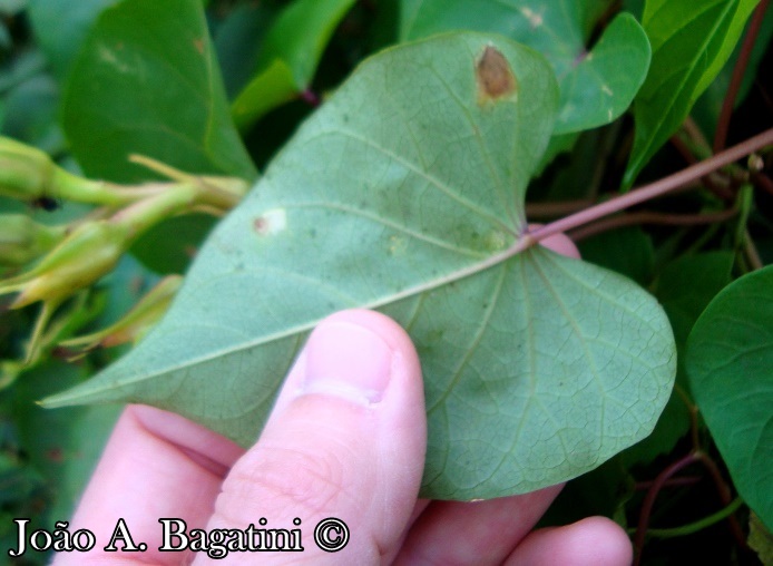 Ipomoea alba