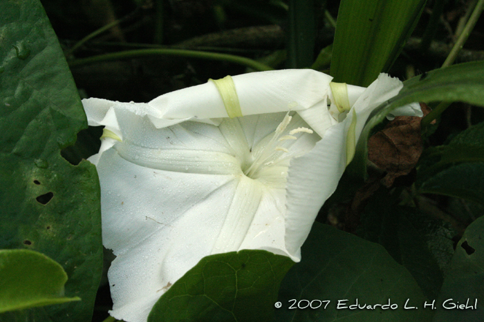 Ipomoea alba