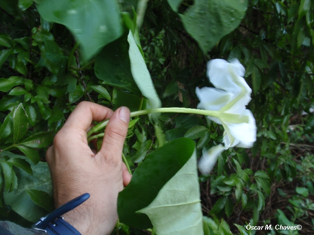 Ipomoea alba