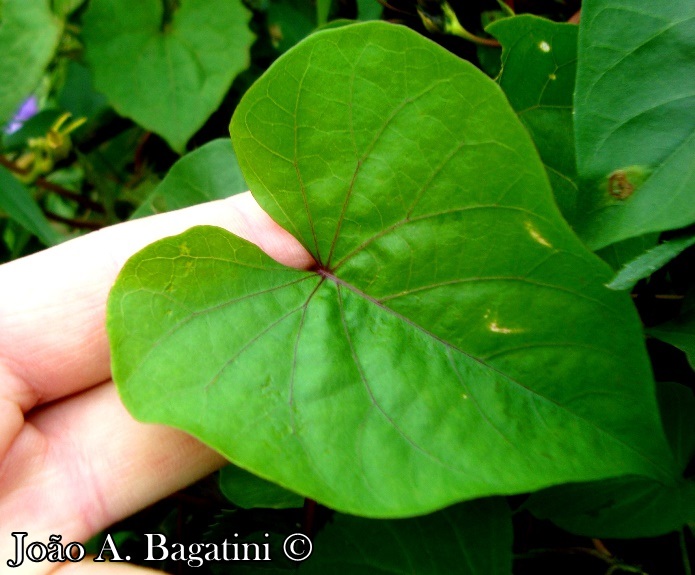 Ipomoea alba