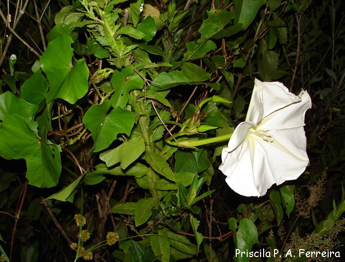 Ipomoea alba