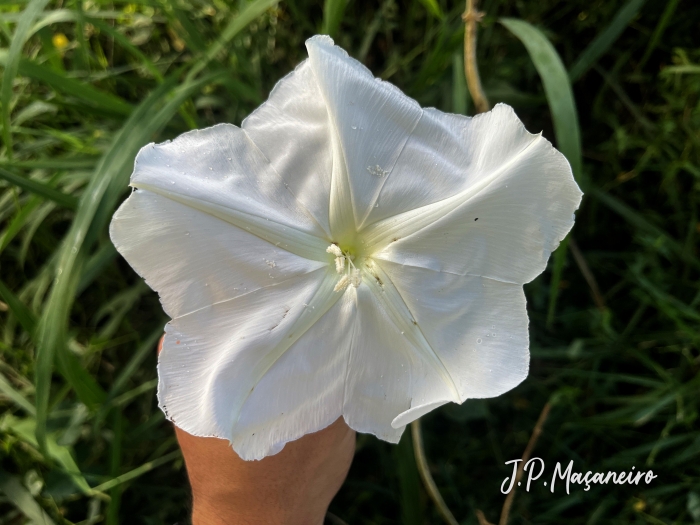 Ipomoea alba