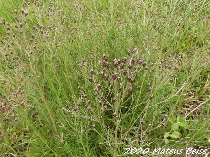 Vernonia nudiflora