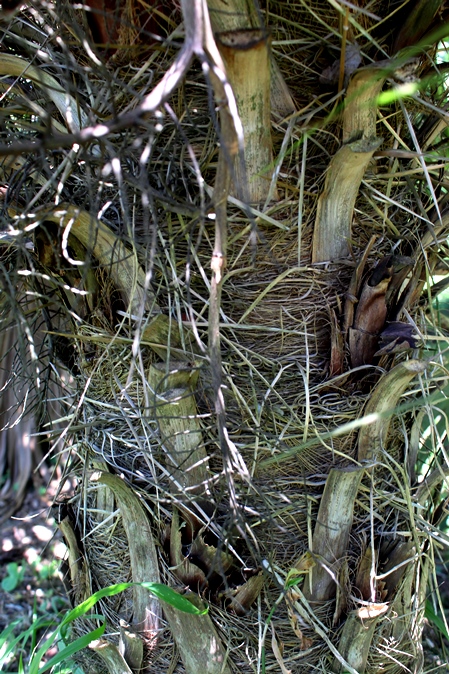 Trithrinax brasiliensis