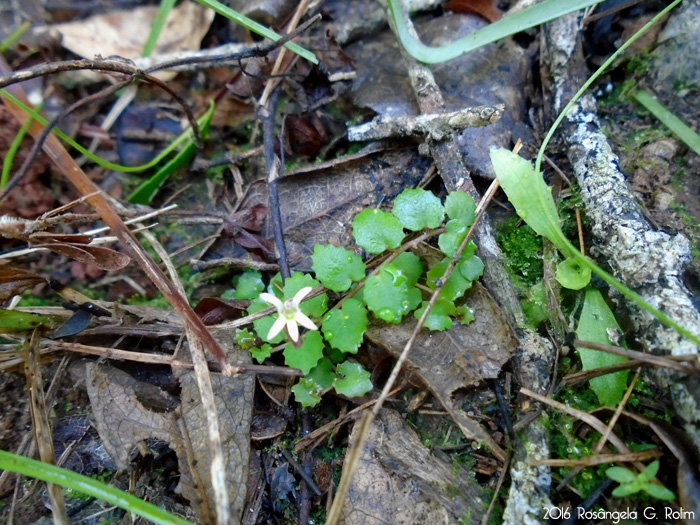 Pratia hederacea