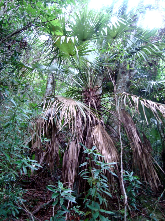 Trithrinax brasiliensis