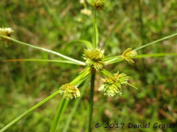 Cyperus luzulae