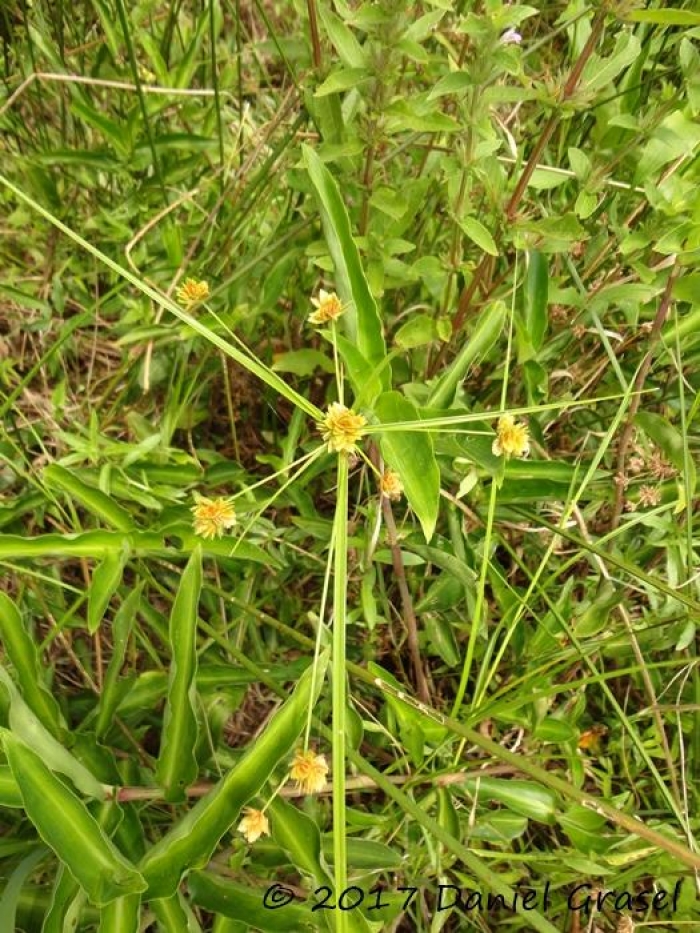 Cyperus luzulae