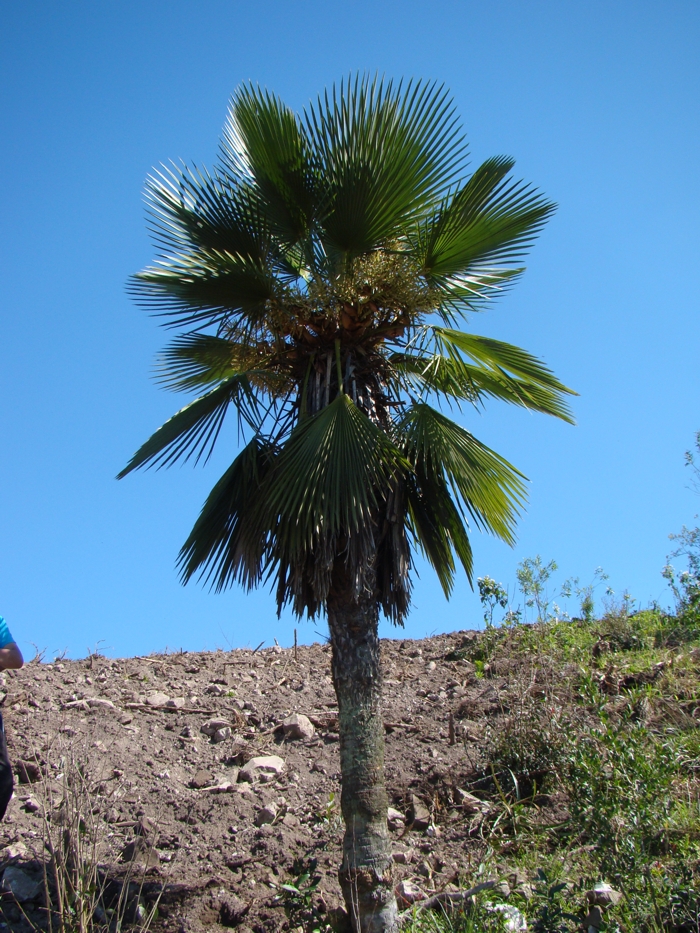 Trithrinax acanthocoma