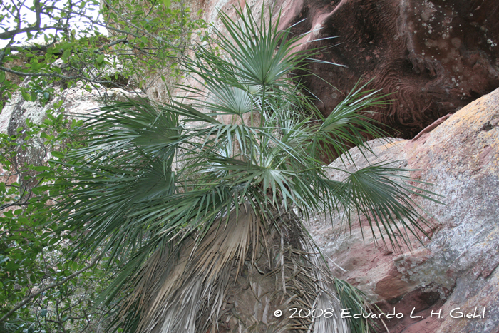 Trithrinax brasiliensis