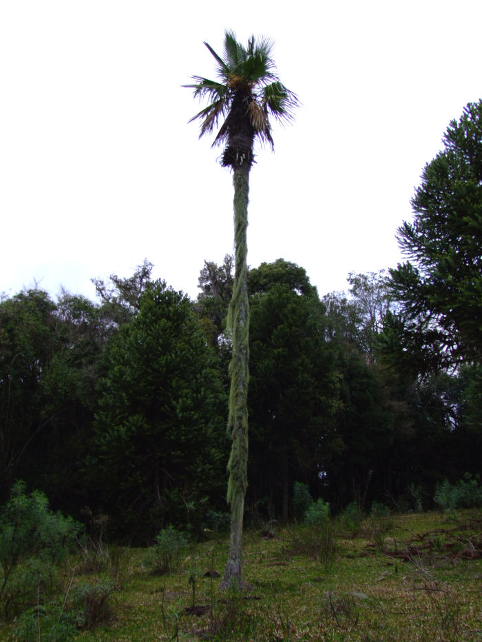 Trithrinax acanthocoma