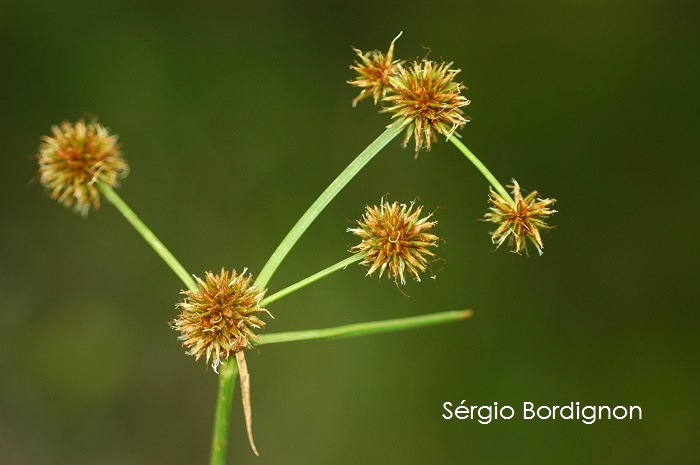 Rhynchospora holoschoenoides