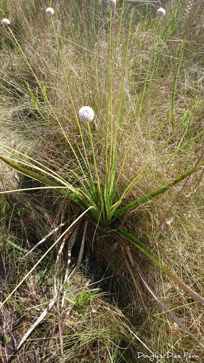 Eriocaulon magnificum