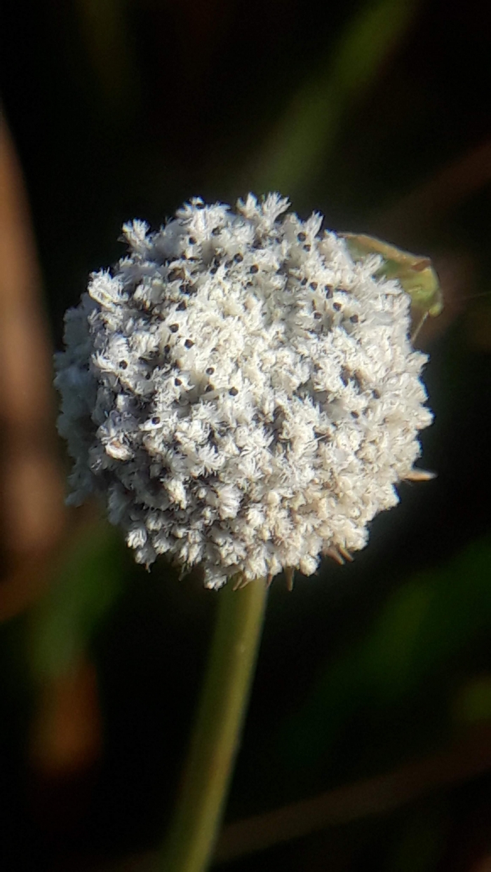 Eriocaulon magnificum